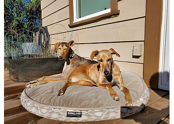 Santa Rosa Pet Grooming Chez Jeanne Dog and Cat Grooming