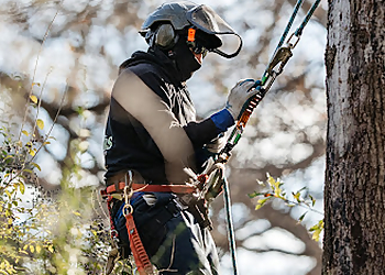 Grand Prairie Tree Services Chippers Tree Service