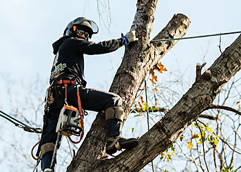 Grand Prairie Tree Services Chippers Tree Service