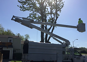 Kansas City Tree Services Choice Tree Service