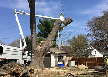 Olathe Tree Services Choice Tree Service