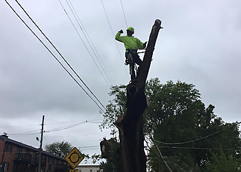 Olathe Tree Services Choice Tree Service