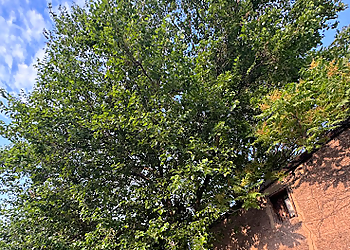 Jersey City Tree Services Chop & Chip Tree Service LLC