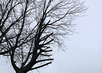 Jersey City Tree Services Chop & Chip Tree Service LLC