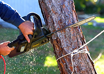 Little Rock Tree Services Chowi's Tree Service