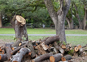 Little Rock Tree Services Chowi's Tree Service