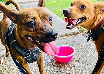 New Orleans Dog Walkers Christopher Walkin' Dog Walking & Pet Sitting