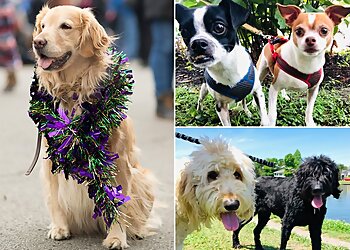 New Orleans Dog Walkers Christopher Walkin' Dog Walking & Pet Sitting