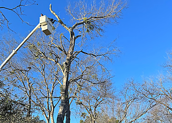 Waco Tree Services Chuy's Tree Service