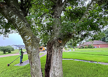 Waco Tree Services Chuy's Tree Service