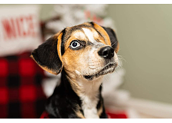 Chyanne's Pet Palace  - Syracuse, NY Pet Grooming - Service Highlights