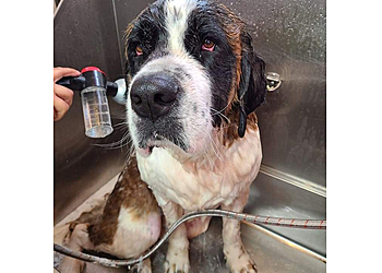 Chyanne's Pet Palace  - Syracuse, NY Pet Grooming - On-Site Service Image