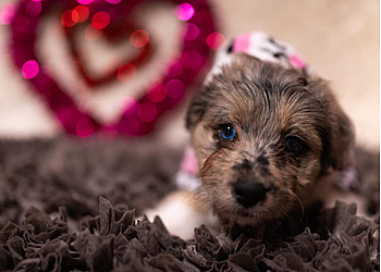 Chyanne's Pet Palace  - Syracuse, NY Pet Grooming - Service Image