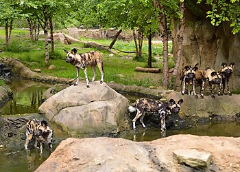 Cincinnati Places To See Cincinnati Zoo & Botanical Garden