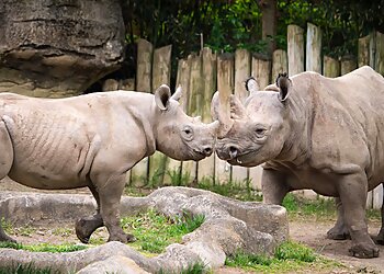 Cincinnati Places To See Cincinnati Zoo & Botanical Garden