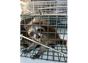 Detroit Animal Removal Citadel Wildlife of Metro Detroit