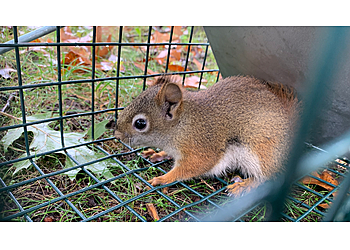 Citadel Wildlife of Metro Detroit Detroit Animal Removal image 1