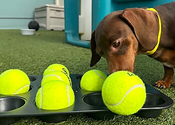 Oakland Dog Training Citizen Canine