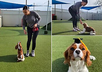 Oakland Dog Training Citizen Canine