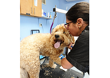 Washington Pet Grooming City Dogs H Street NE