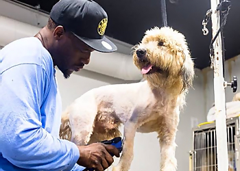 Washington Pet Grooming City Dogs H Street NE