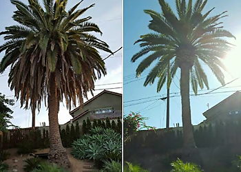 Fullerton Tree Services City Wide Tree Services