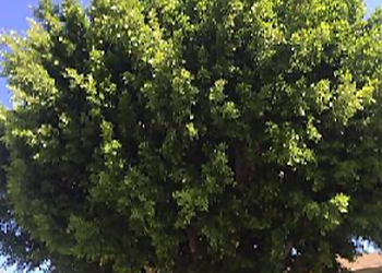 Fullerton Tree Services City Wide Tree Services