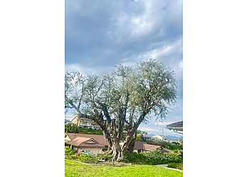 Citywide Tree Landcare Inc. - Fullerton, CA Tree Services - Service Image