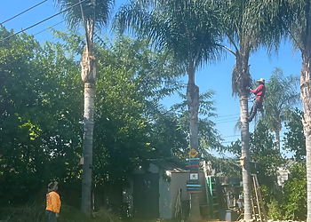 Citywide Tree Landcare Inc. Citywide Tree Landcare Inc. - Fullerton, CA Tree Services - Team Working Image