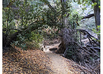 Berkeley Hiking Trails Claremont Canyon Regional Preserve