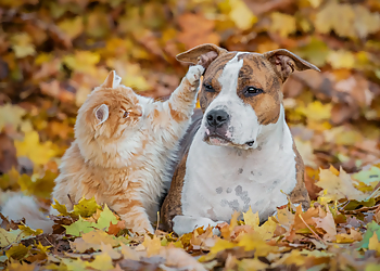 Albuquerque Pet Stores Clark's Pet Emporium