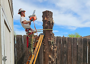 Modesto Tree Services Clark’s Tree Works