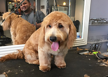 Frisco Pet Grooming Classy K9 Cuts