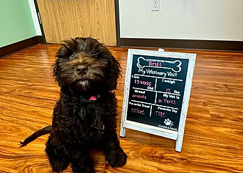 Claws & Paws Veterinary Hospital - Pearland, TX Veterinary Clinics - Treatment Image