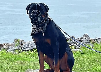 Buffalo Dog Walkers Claws and Effect Inc.