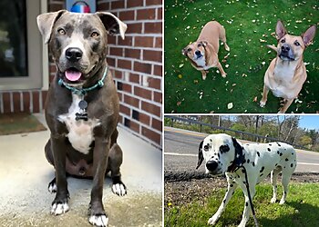 Buffalo Dog Walkers Claws and Effect Inc.