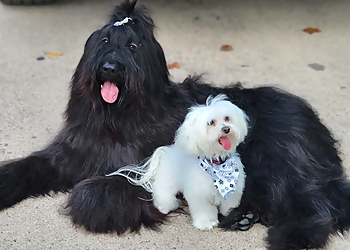 Austin Pet Grooming Clean Critters