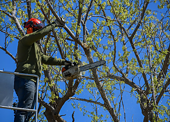 Denton Tree Services Clean Edge Tree Service LLC