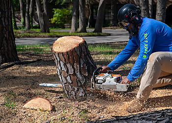 Denton Tree Services Clean Edge Tree Service LLC