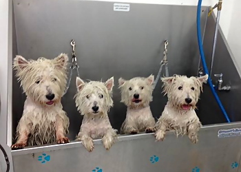 Hollywood Pet Grooming Clean Paws Pet Salon and Resort