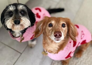 Cleveland Dog Walkers Cleveland Dog Walk