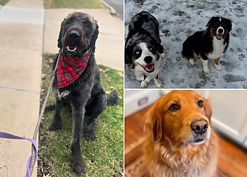 Cleveland Dog Walkers Cleveland Dog Walk