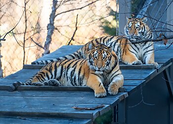 Cleveland Places To See Cleveland Metroparks Zoo