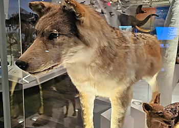 Cleveland Museums Cleveland Museum of Natural History