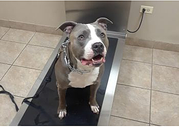 Elgin Veterinary Clinics Cleveland Veterinary Clinic