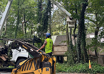Gainesville Tree Services Climber Steve's Tree Care