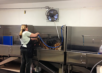 Concord Pet Grooming Clip N Clean Pet Grooming & Supplies