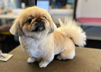 Concord Pet Grooming Clip N Clean Pet Grooming & Supplies