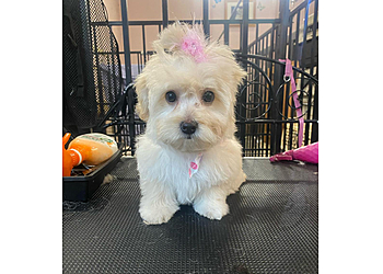 Tacoma Pet Grooming Clip-N-Clean Tacoma