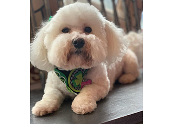 Tacoma Pet Grooming Clip-N-Clean Tacoma